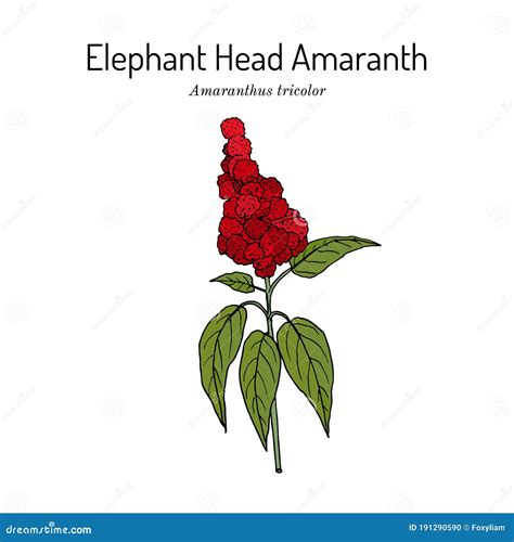 Elephant-head Amaranth Amaranthus Gangeticus, or Tricolor , Medicinal ...