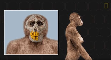 Image result for Ardipithecus Ramidus Fossils