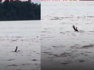 Viral Video: ನೀರಿನಲ್ಲಿ ಮುಳುಗುವ ಮನುಷ್ಯನಂತೆ ನಟಿಸುವ ಮೊಸಳೆ ವಿಡಿಯೋ ವೈರಲ್ ...