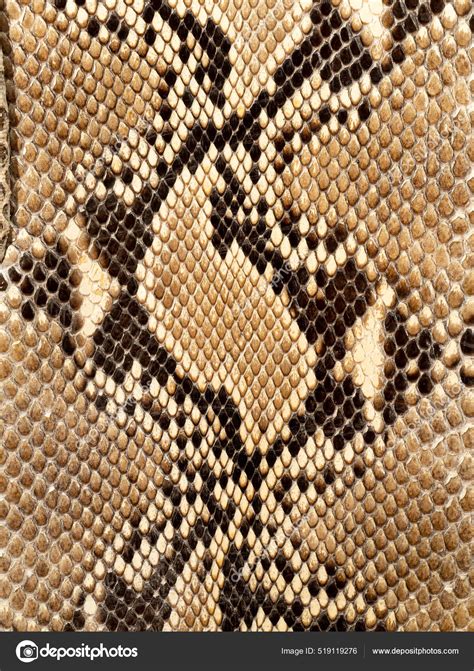 Image result for Reticulated Python Markings