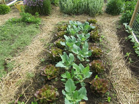 Courgette companion planting guide plantura – Artofit