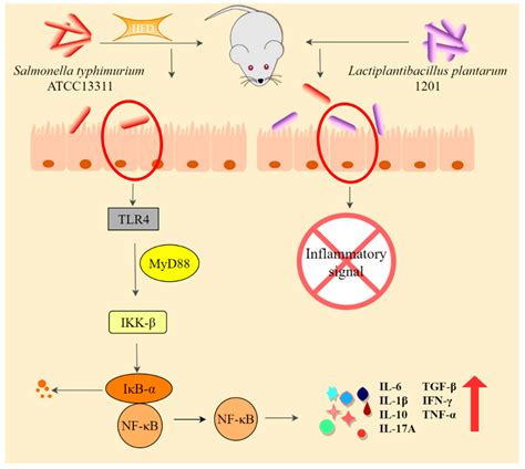 Lactiplantibacillus plantarum 1201 Inhibits Intestinal Infection of ...