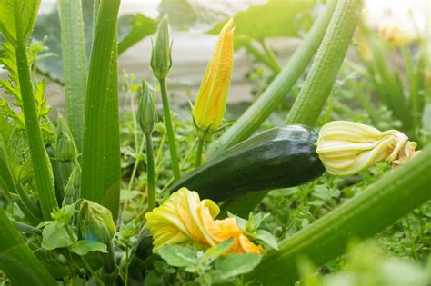 Growing Zucchini: How to Plant, Grow, and Harvest Zucchini & Summer ...