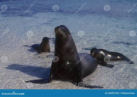 Sea Lion 的图像结果