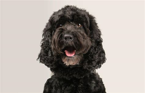 Image result for Cockapoo Problems