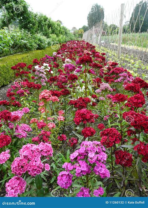 Sweet William Flowers.Flowerbed Of Dianthus Barbatus In Garden Stock ...