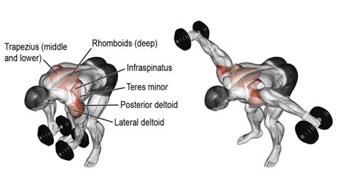 How To Do Bent Over Reverse Dumbbell Fly and Tips