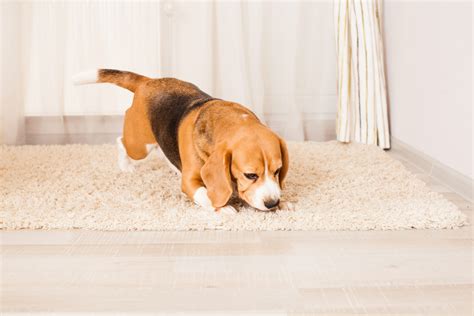 Can Dogs Smell Bed Bugs | Discreet Bedbug Inspections