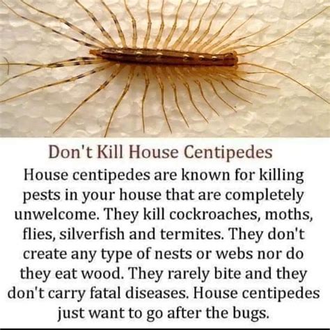 How to get rid of house centipedes and why you shouldn’t kill them ...