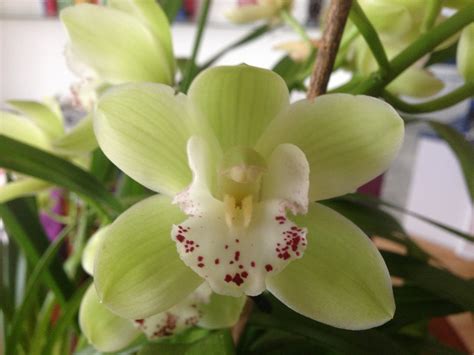 Easy Cymbidium Orchid care, culture and re-bloom tips | Cymbidium ...