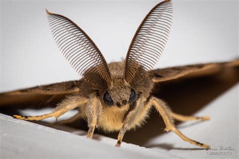 Image result for Gypsy Moth
