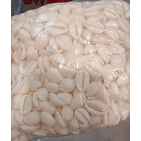 DS1 Natural Kawdi, Kaudi, Kowdi, Cowrie, Koudi, Kodi Shells- Set of 108 ...