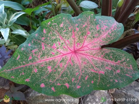 Caladium Bicolor Beauty Plant For Sale In India | Online plant nursery