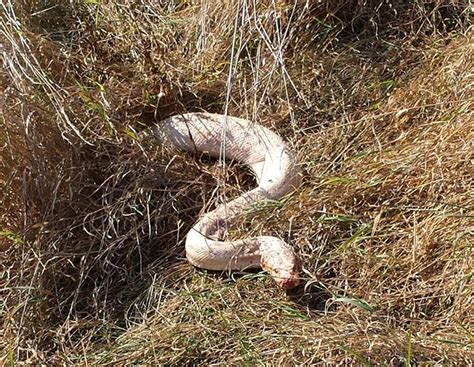 Landwirt findet vier Meter lange Python auf dem Acker | agrarheute.com