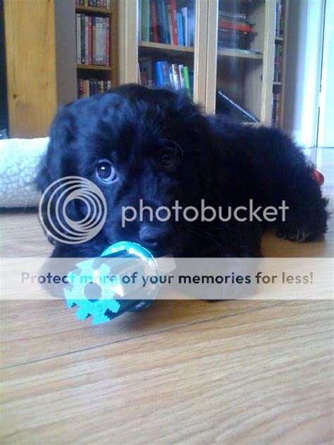 Image result for Flat Coat Cockapoo