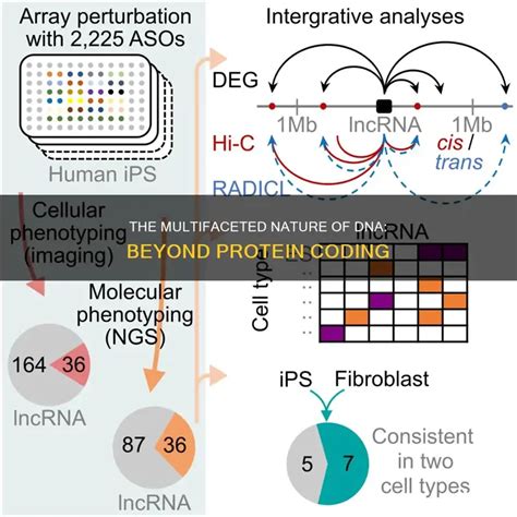 DNA Coding of Protien Tutorial 的图像结果