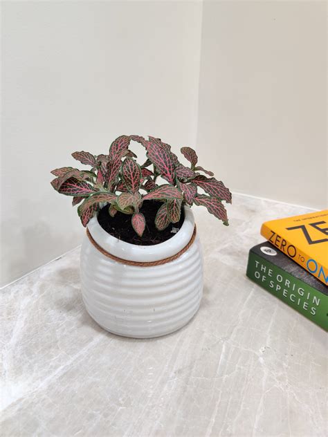 Red Fittonia Plant - Perfect Corporate Gift | Energize Your Desk ...