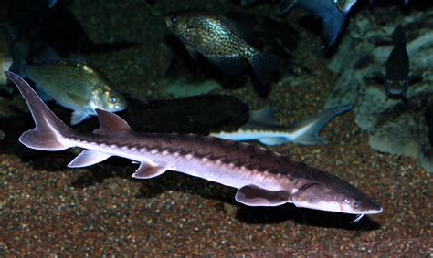 Unfortunately, the shortnose sturgeon was listed as an endangered species in 1967 and has been ...