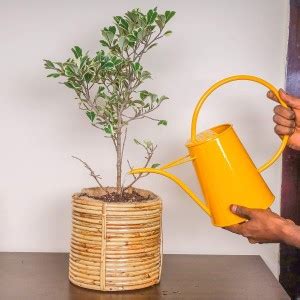 Trellis Bliss Spiral Cane Ornamental Planter Plant Container Set Price ...