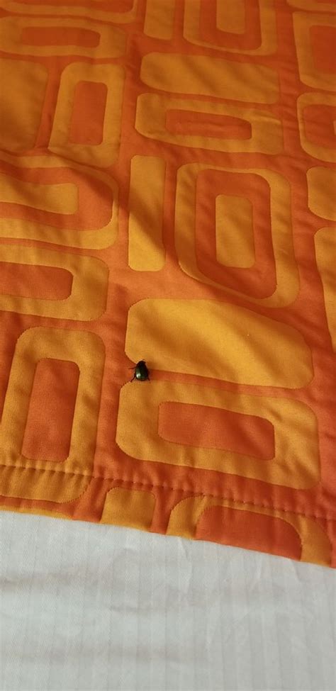 HOWARD JOHNSON BY WYNDHAM VERO BEACH / DOWNTOWN - Hotel Reviews, Photos ...