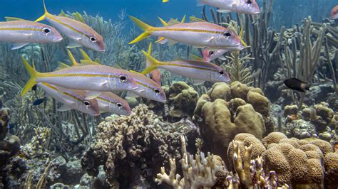 Image result for Snapper Animal