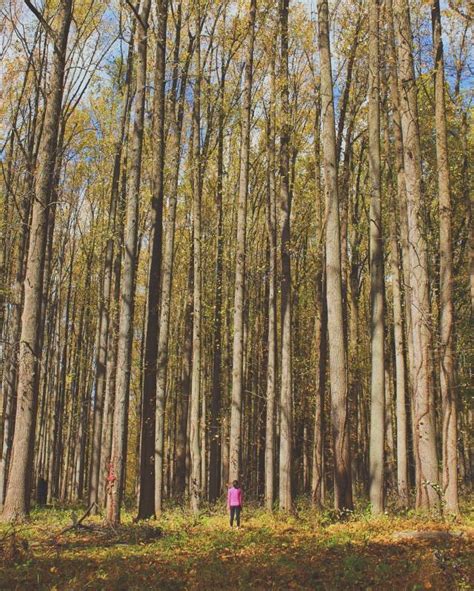 Image result for Angus McBride Entmoot Treebeard