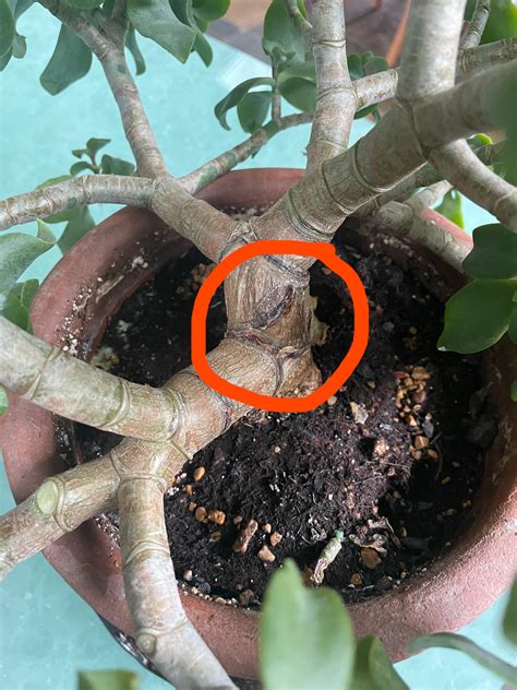 HELP! What’s wrong with my Jade Ripple? : r/plantclinic