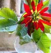 Cómo lograr que tu flor de pascua sobreviva más allá de la Navidad