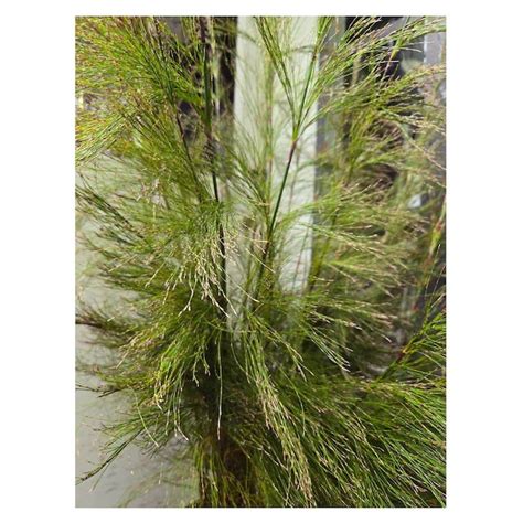 Rhodocoma capensis | Seeding