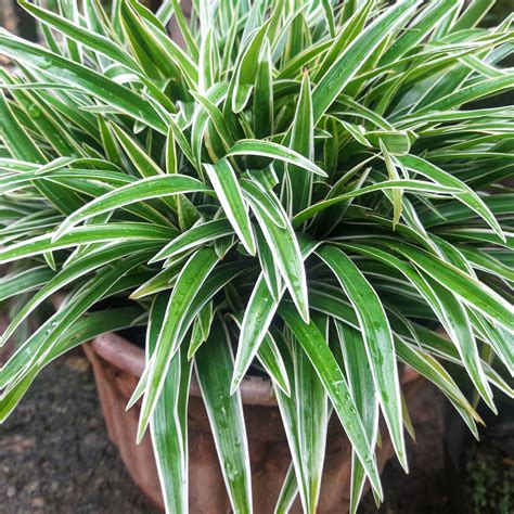 Spider Plant Fertilizer: Information On Fertilizing A Spider Plant ...