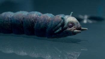 Memory worm | Tardis | Fandom