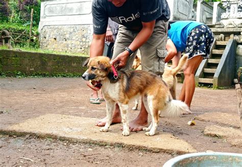 World Rabies Day: Bali Is a Dream Destination but Also a Rabies Hotspot ...