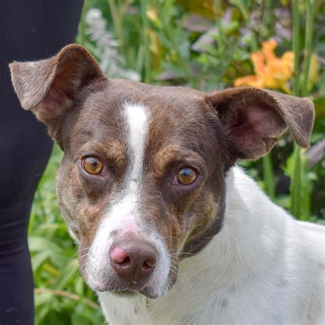 Conway - Animal House Shelter