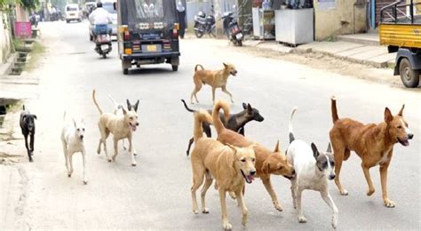 വൈക്കത്ത് തെരുവ് നായ ആക്രമണം രൂക്ഷം; ഇന്ന് ഏഴുപേർക്ക് കടിയേറ്റു