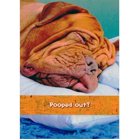 Wrinkly Dog Pooped Out Funny / Humorous Get Well Card | PaperCards.com