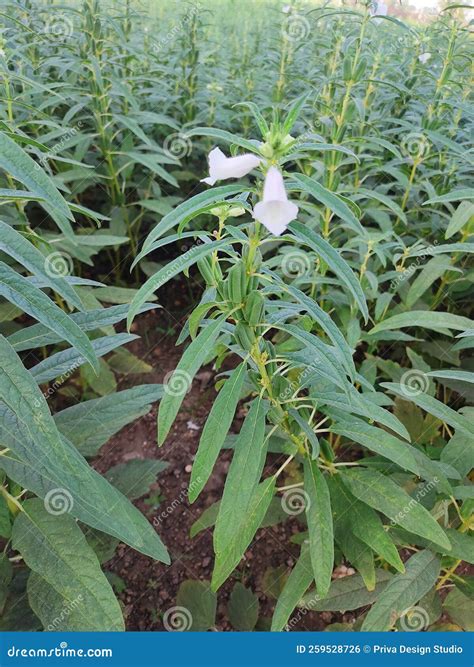 Sesame Seed Flower on Tree in the Field, Sesame a Tall Annual ...