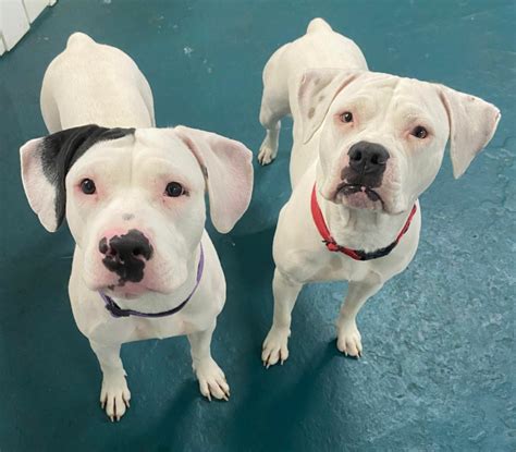 Image result for Boxer Mix Dogs