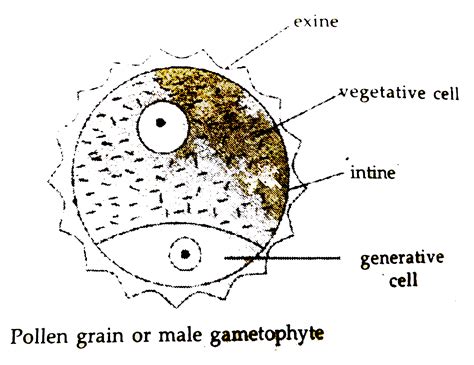 Male Gametophyte In Angiosperms