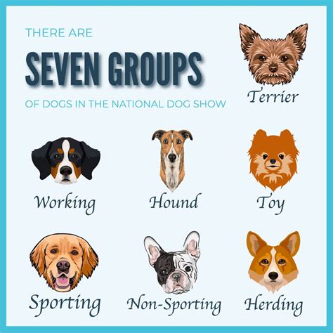 What Are The Different Groups Of Dog Breeds