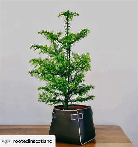 Norfolk Island Pine Plant Care Guide: Easy Tips for Thriving Greenery ...
