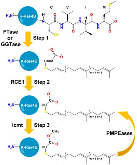 The Hypervariable Region of K-Ras4B Governs Molecular Recognition and ...