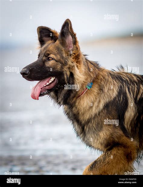 Guard dog alsatian hi-res stock photography and images - Alamy