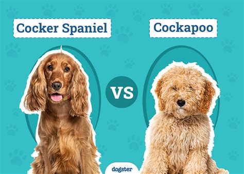 Image result for Cockapoo Spaniel