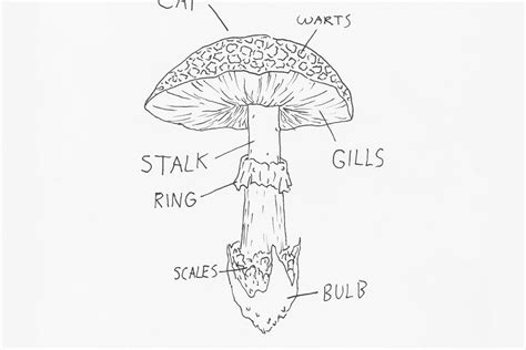 Parts Of A Mushroom Diagram - Wiring Site Resource