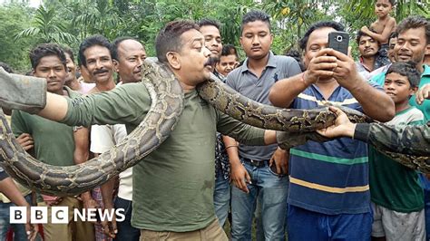 Image result for Python Snake in India