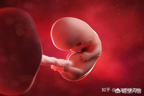 胎儿3个月、6个月、9个月的变化，看完惊喜又感动，你期待吗？_肚子