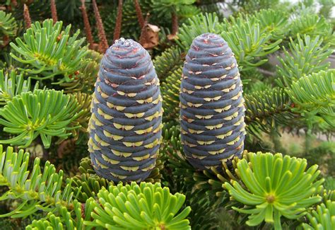 Gymnosperm - Conifers, Cycads, Gnetophytes | Britannica