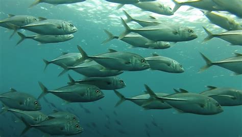 Huge Fish 'Kills Itself' After Being Startled By Flash Photography In ...