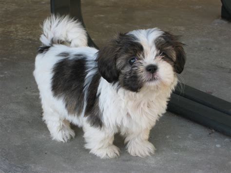Newborn White Shih Tzu Puppies
