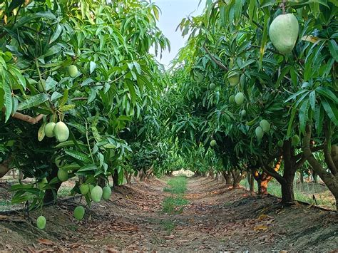 Mango farms where? Climate change is scrambling where the world's food ...